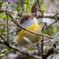 Rufous-browed Peppershrike